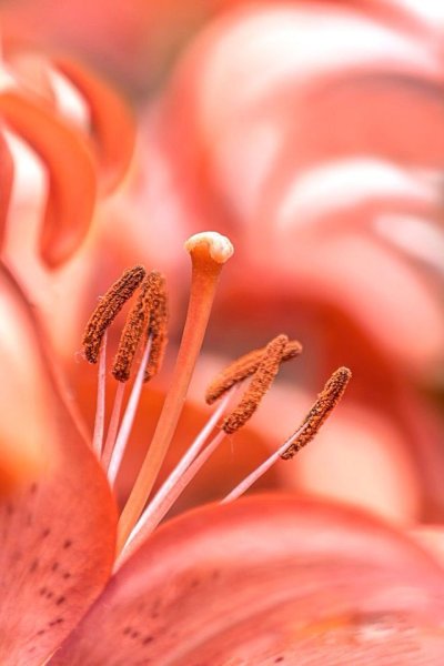 Букет коралловый 2022