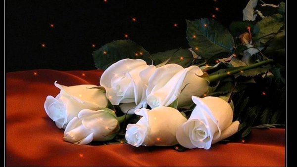 Белые розы доброй ночи