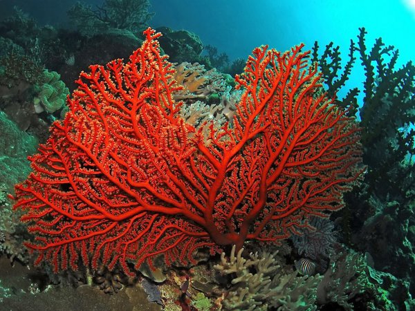 Коралловые цветы