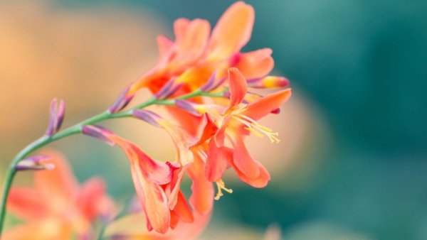 Розы персиково розовые