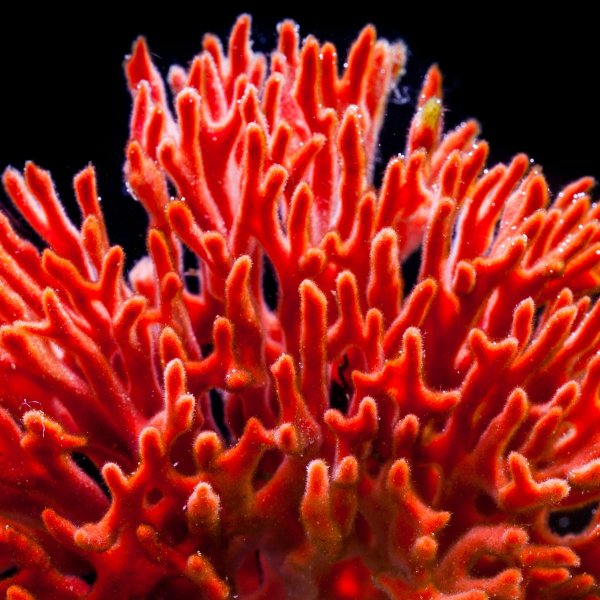 Салмон клаб Розе