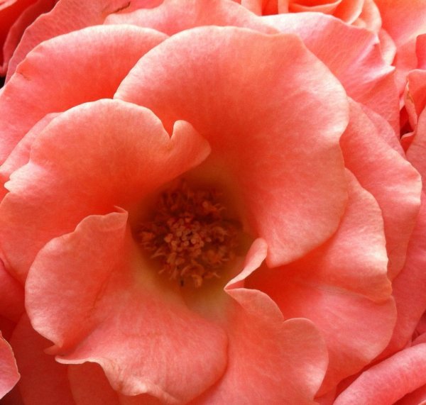 Орхидея Цимбидиум оранжевая