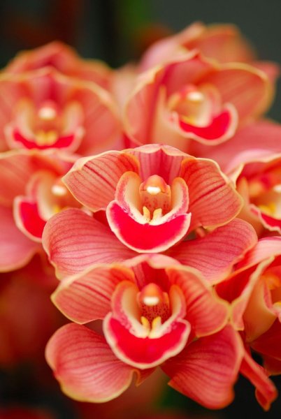 Салмон коралл