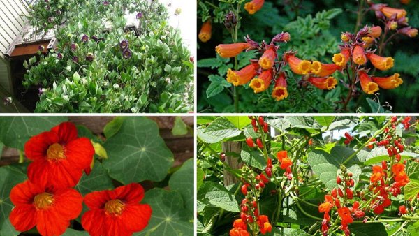 Долихос Вьюнок