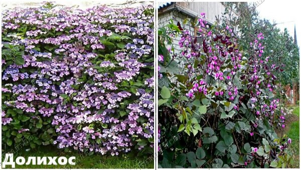 Ипомея малиновая в живой изгороди