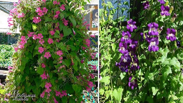 Настурция Вьюнок