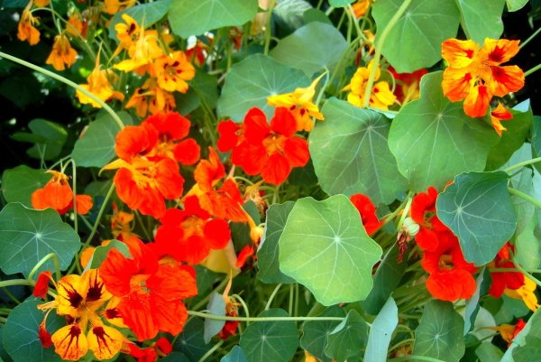 Садовая Лиана ипомея