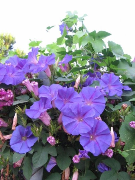 Садовая Лиана ипомея