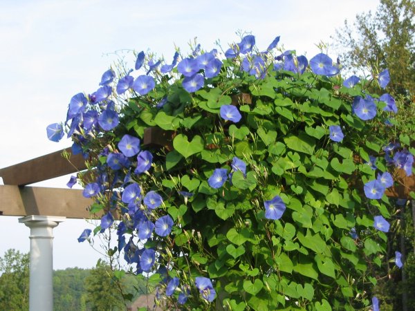 Многолетники вьющиеся быстрорастущие