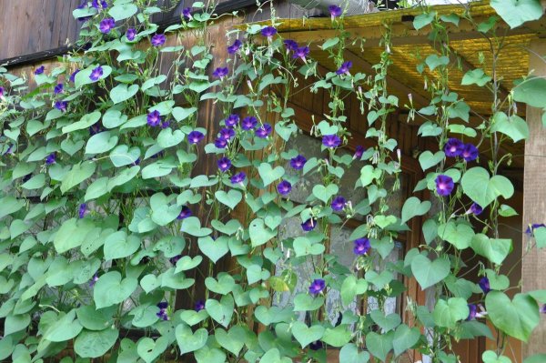 Ипомея morning Glory семена