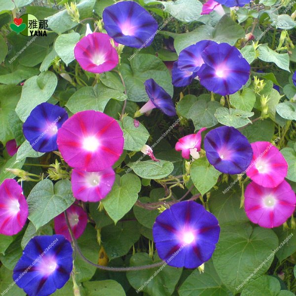 Настурция Голден Глоуб