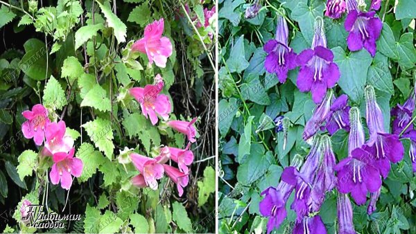 Тунбергия Крылатая