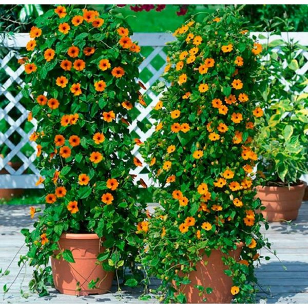 Ипомея Шантеклер