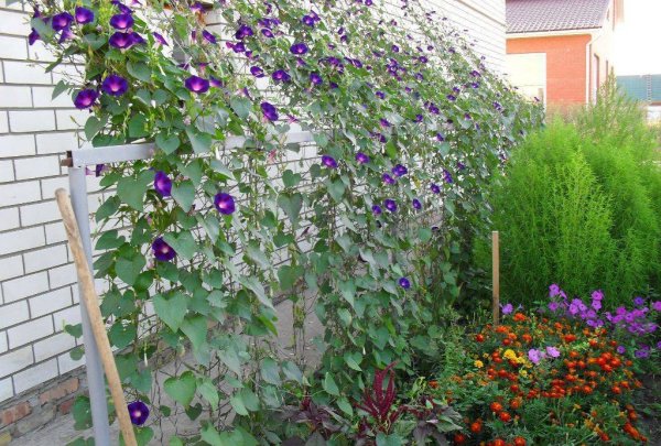 Ипомея Лиана многолетняя