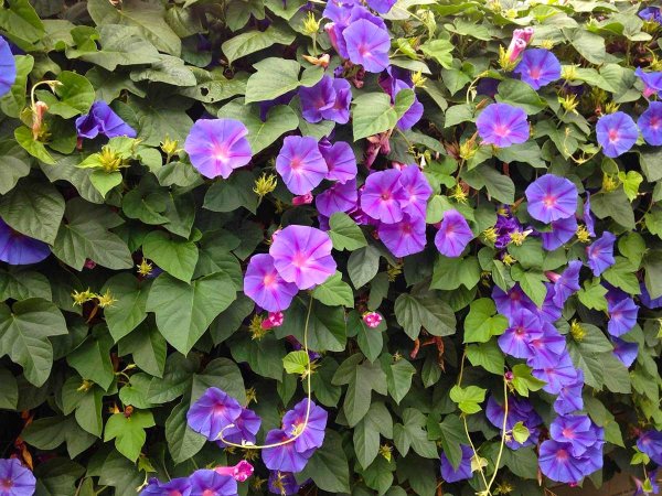 Петунья Вьюн