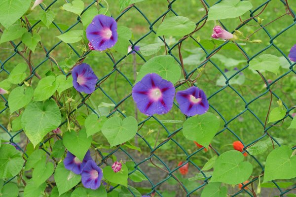 Тунбергия голубая на перголе