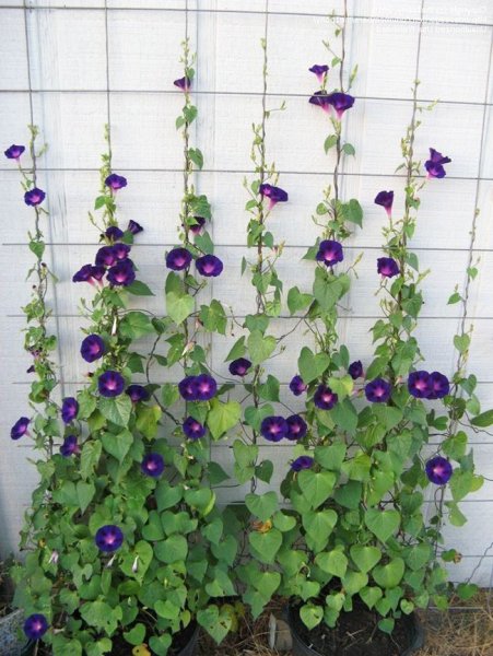 Вьюн ипомея