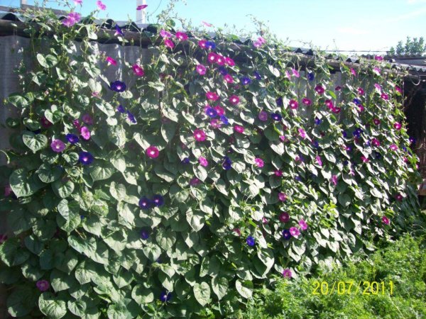 Ипомея Лиана