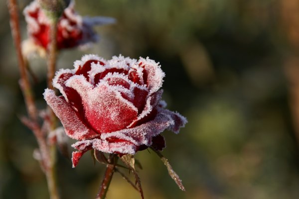 Заморозки цветы