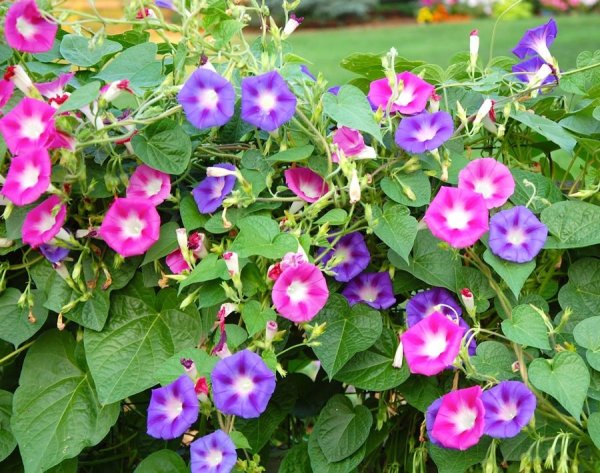 Лиана ипомея Тиффани