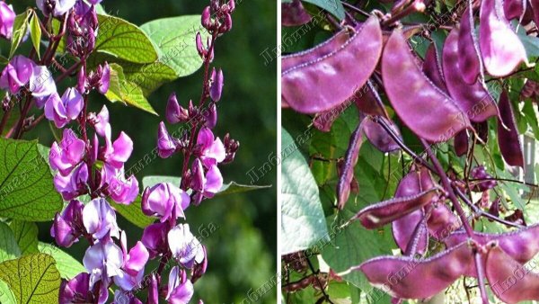 Ипомея Квамоклит