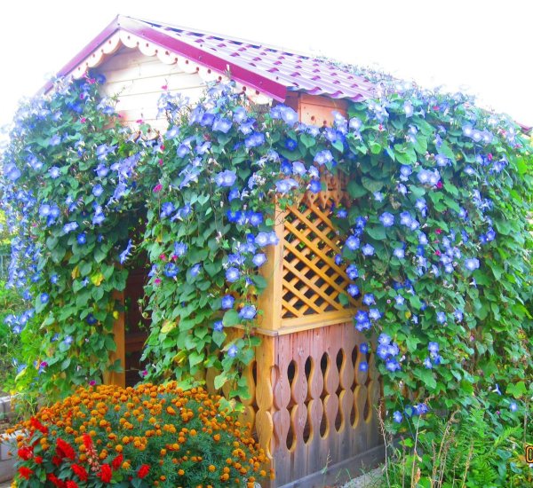 Ипомея плющевидная