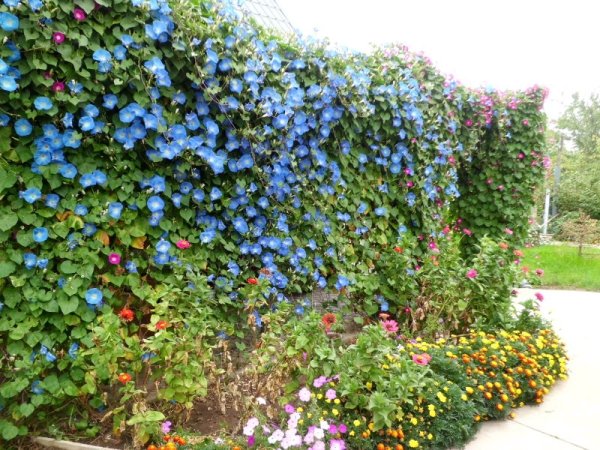 Настурция Лиана