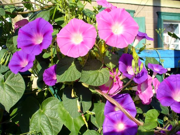 Глициния макростахия Блю Мун