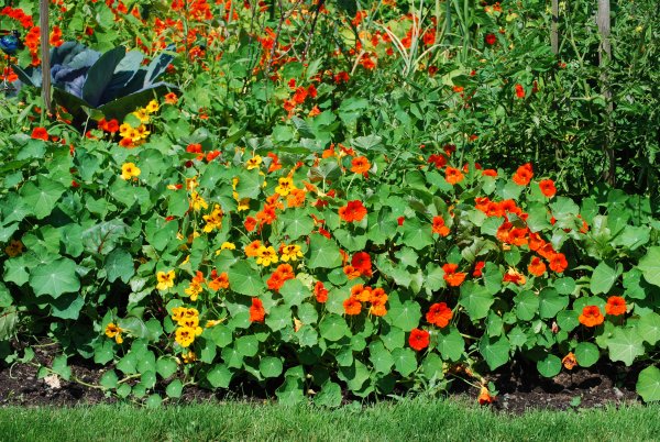 Ипомея Скарлет Охара