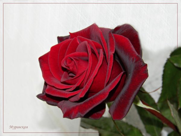 Пожелание доброго дня с розами