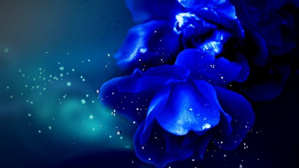 Макросъемка цветов