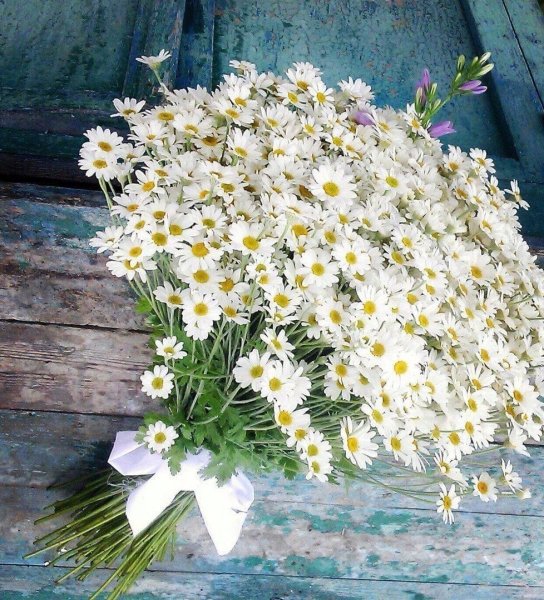 Ромашки картинки красивые