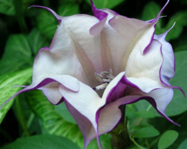 Датура дурман