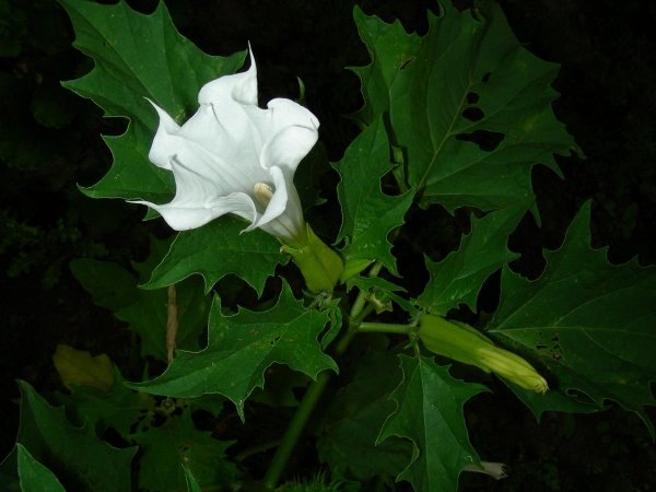 Датура Медея белый дурман