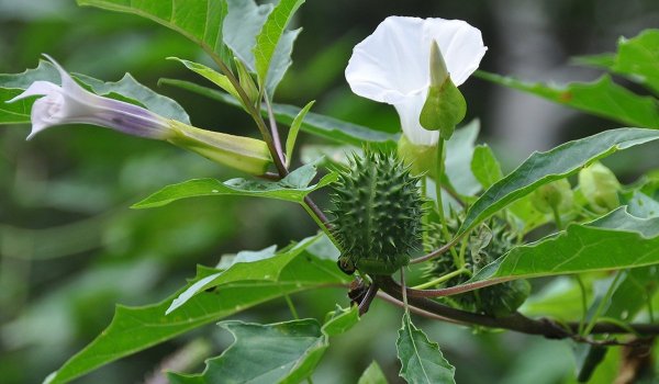 Дурман обыкновенный (Datura stramonium)