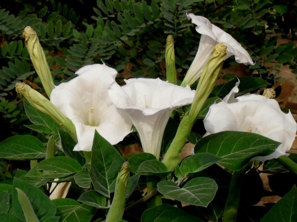 Дурман обыкновенный цветок