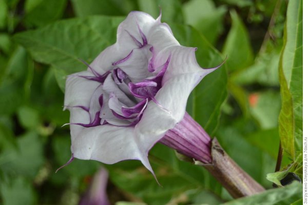 Датура дурман белый