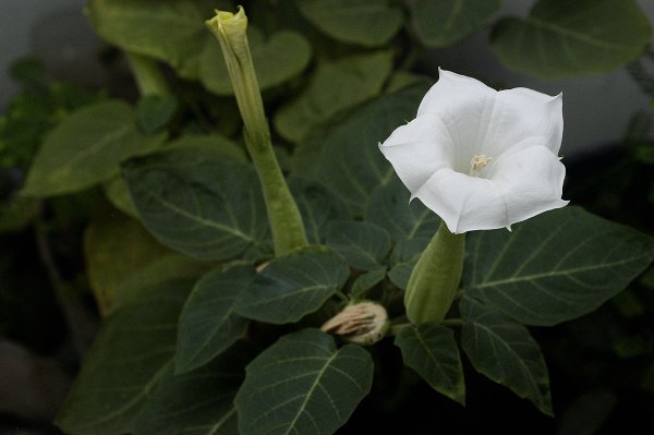 Дурман индейский (Datura innoxia Mill.)
