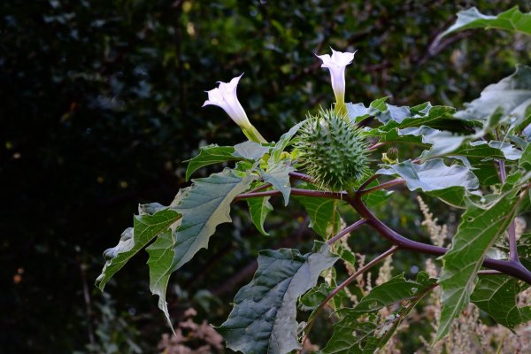 Дурман обыкновенный (дурь-трава)