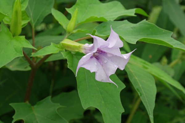 Дурман обыкновенный цветок