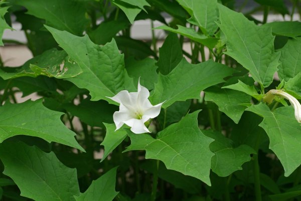 Пасленовые дурман обыкновенный