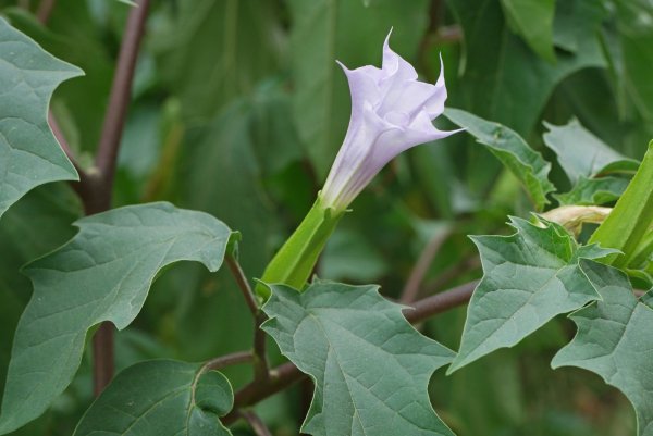 Трава дурман обыкновенный