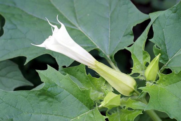 Дурман обыкновенный цветок