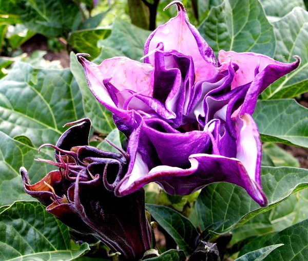 Датура дурман