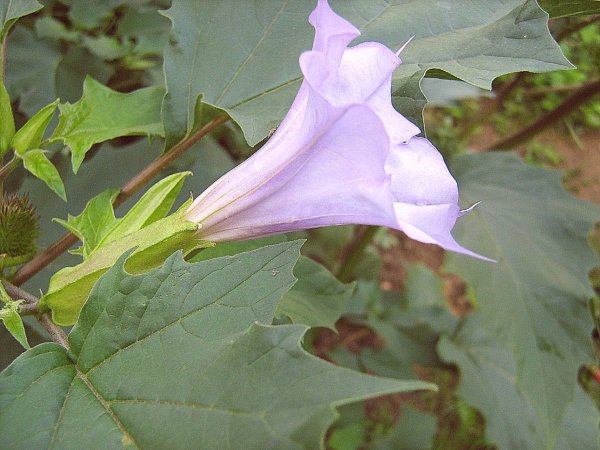 Датура Страмониум