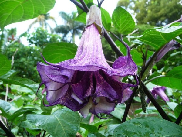 Датура дурман