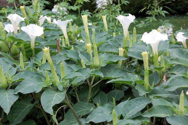 Дурман метел каменный цветок