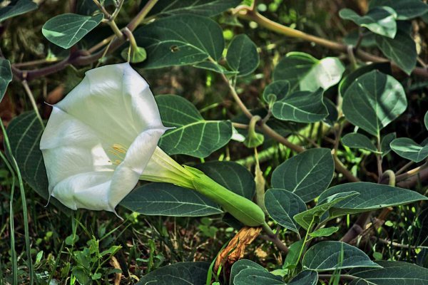 Датура (Datura)