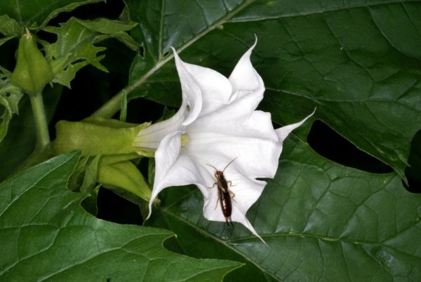 Дурман обыкновенный