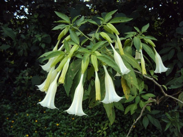 Brugmansia Arborea